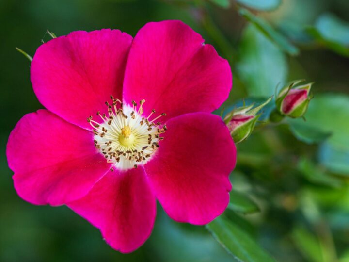 Jardim das Rosas de Berna